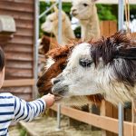 alpaca-7169208_1280